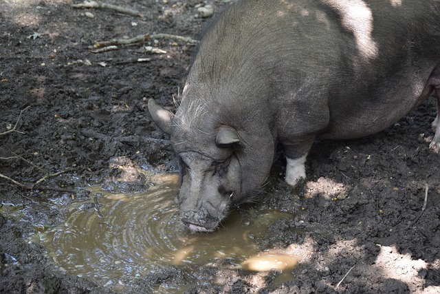 让乒乓球选 让乒乓球选