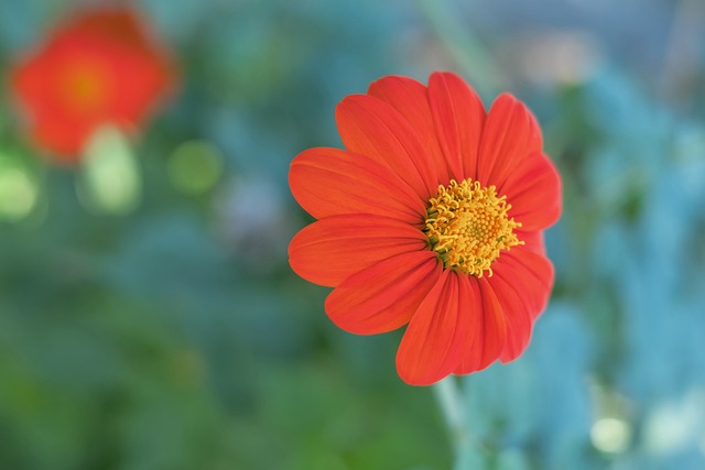 外援与本土 外援与本土